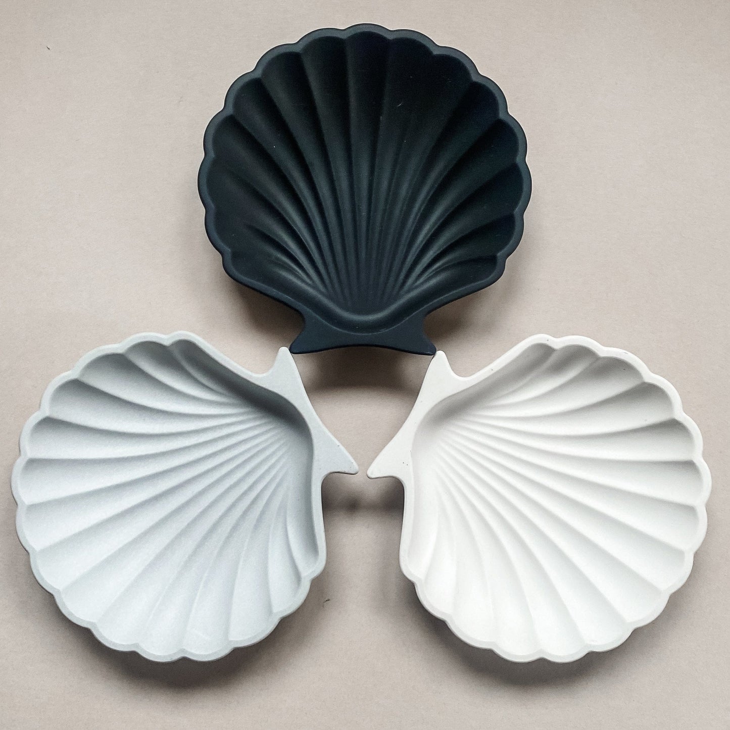 Scallop Shell - Monochrome Collection